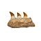Mosasaurus jaw