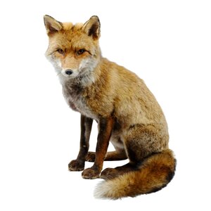 Mounted fox (sitting)