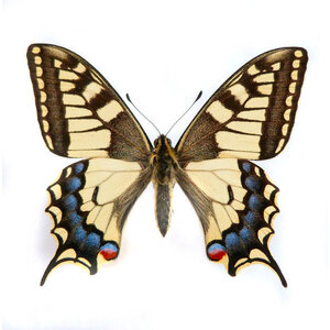 Papilio machaon - koninginnenpage