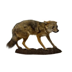 Mounted Golden jackal (A)