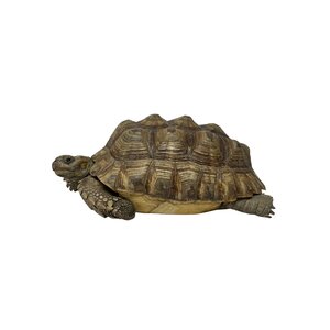 Opgezette Sporen Schildpad