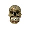 Human skull (C)