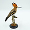 Mounted Hoopoe