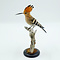 Mounted Hoopoe