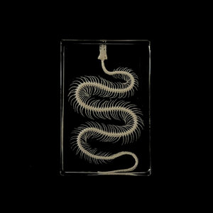 Snake skeleton in resin