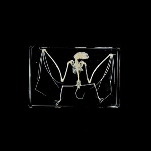 Bat skeleton in resin
