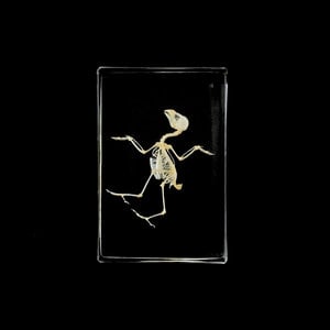 Bird skeleton in resin
