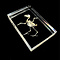 Bird skeleton in resin