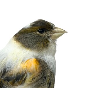 Präparierte Kanarienvogel