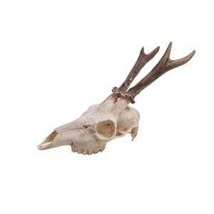 Skull of a Roe deer