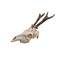 Skull of a Roe deer