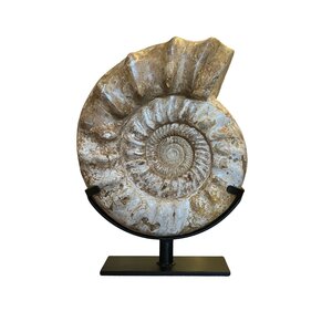 Ammonite XL on stand