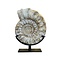Ammonite XL on stand