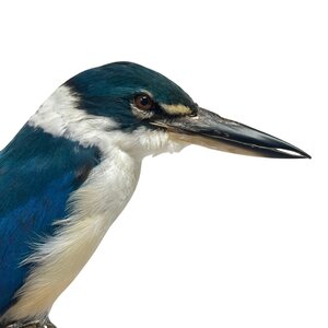 Opgezette Witkraagijsvogel