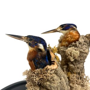 Zwei Meningting eisvogels im Glöcke