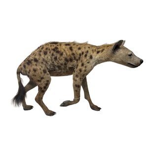Opgezette Hyena