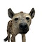 Opgezette Hyena