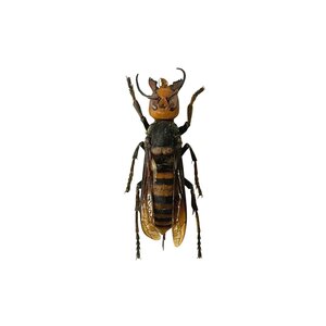 Asian Giant Hornet Worker