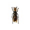Asian Giant Hornet Worker