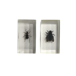 Insekten im Harz (2 Stück)