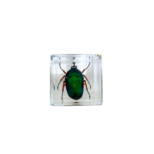 Green beetle in resin cube