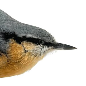 Mounted Eurasian nuthatch