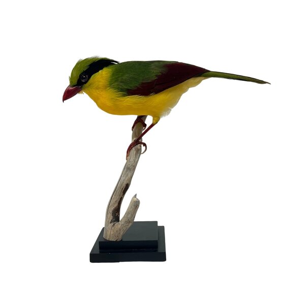 Opgezette Geelbuikkitta