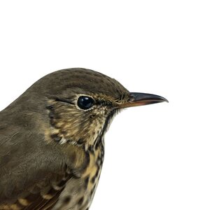 Mounted song thrush (A)