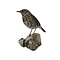 Mounted song thrush (A)