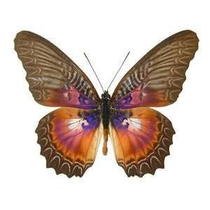 Cethosia myrina - bovenkant