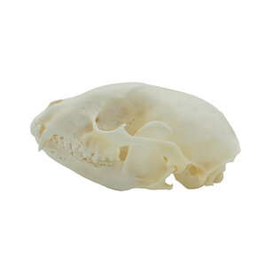 Schädel Waschbär