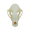 Skull Raccoon