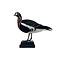 Mounted red-breasted goose