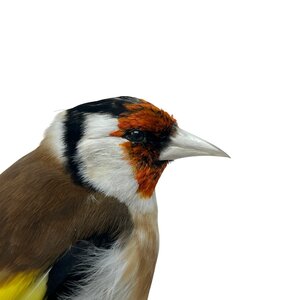 Mounted european goldfinch - beige