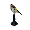 Mounted european goldfinch - beige