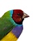 Mounted Gouldian finch (B)