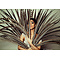 Reeves's Pheasant feathers 115 cm - 127 cm (F5)