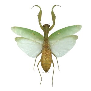 Mantodea sp. - Gottesanbeterin unpräpariert