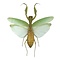 Mantodea sp. - Gottesanbeterin unpräpariert