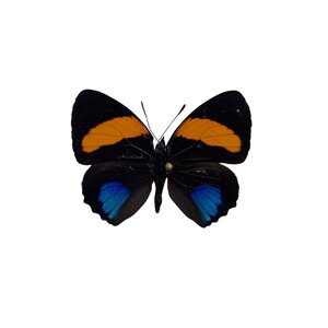 Callicore aegina - upperside