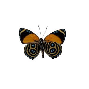 Callicore eunomia - onderkant