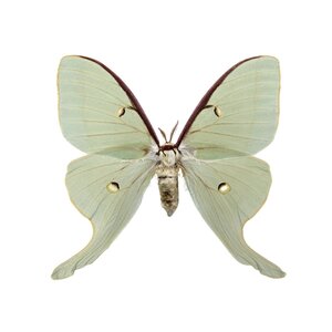 Actias luna