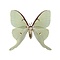 Actias luna - luna moth