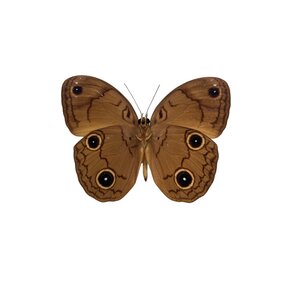 Faunis menado ongeprepareerd