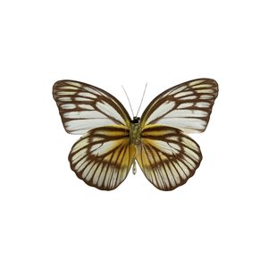 Cepora celebensis onderkant