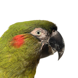 Mounted Red-fronted macaw