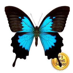 Papilio ulysses ulysses