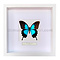 Papilio ulysses ulysses