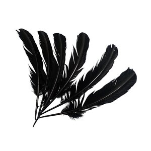 4000 pieces of black swan feathers