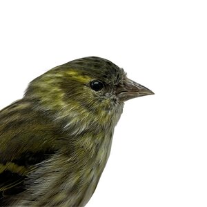 Mounted eurasian siskin